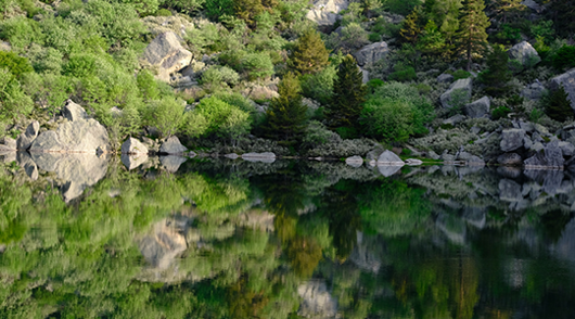 Gestión Forestal