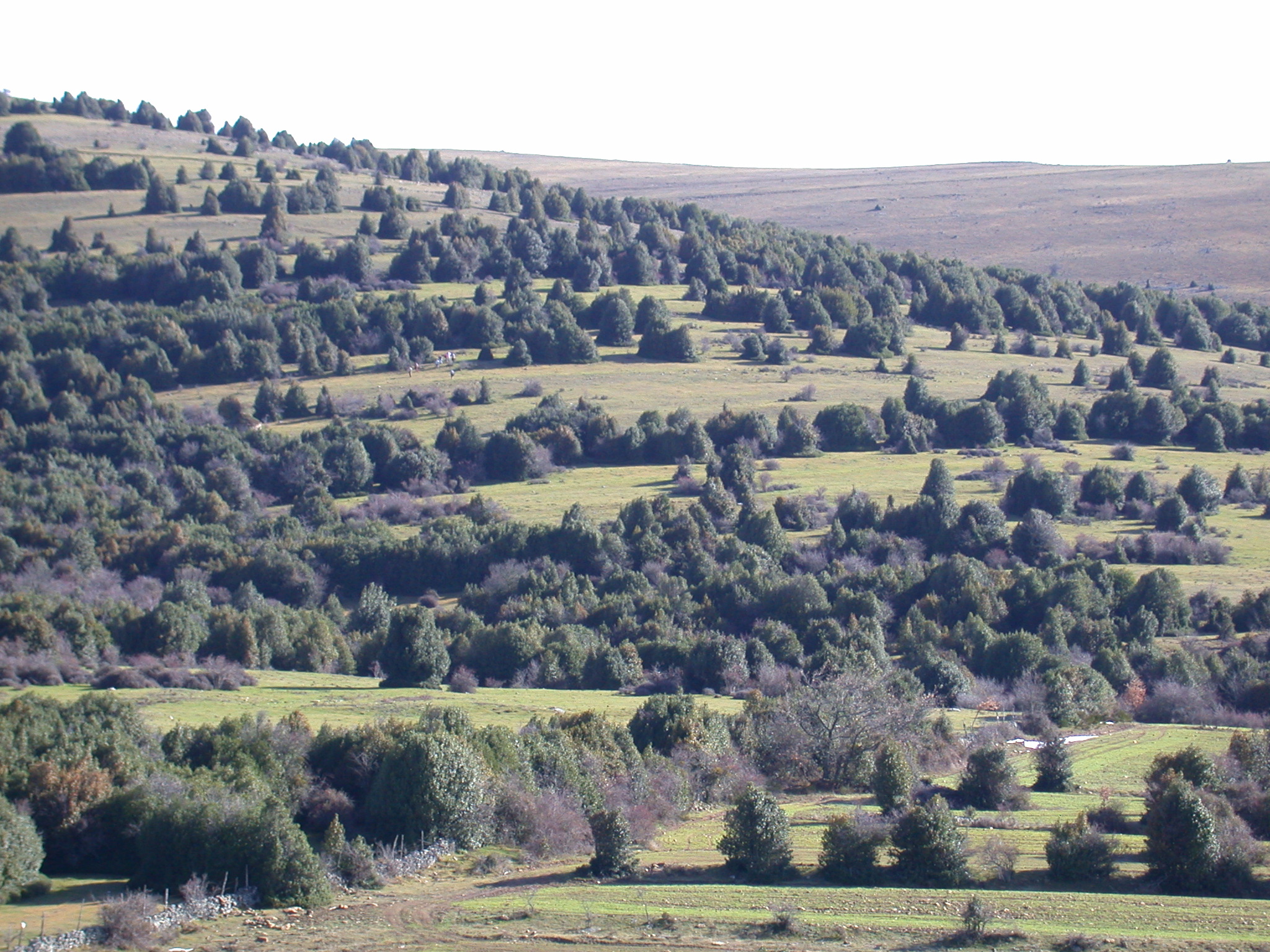 ¿Pueden contribuir las empresas al futuro de los bosques?