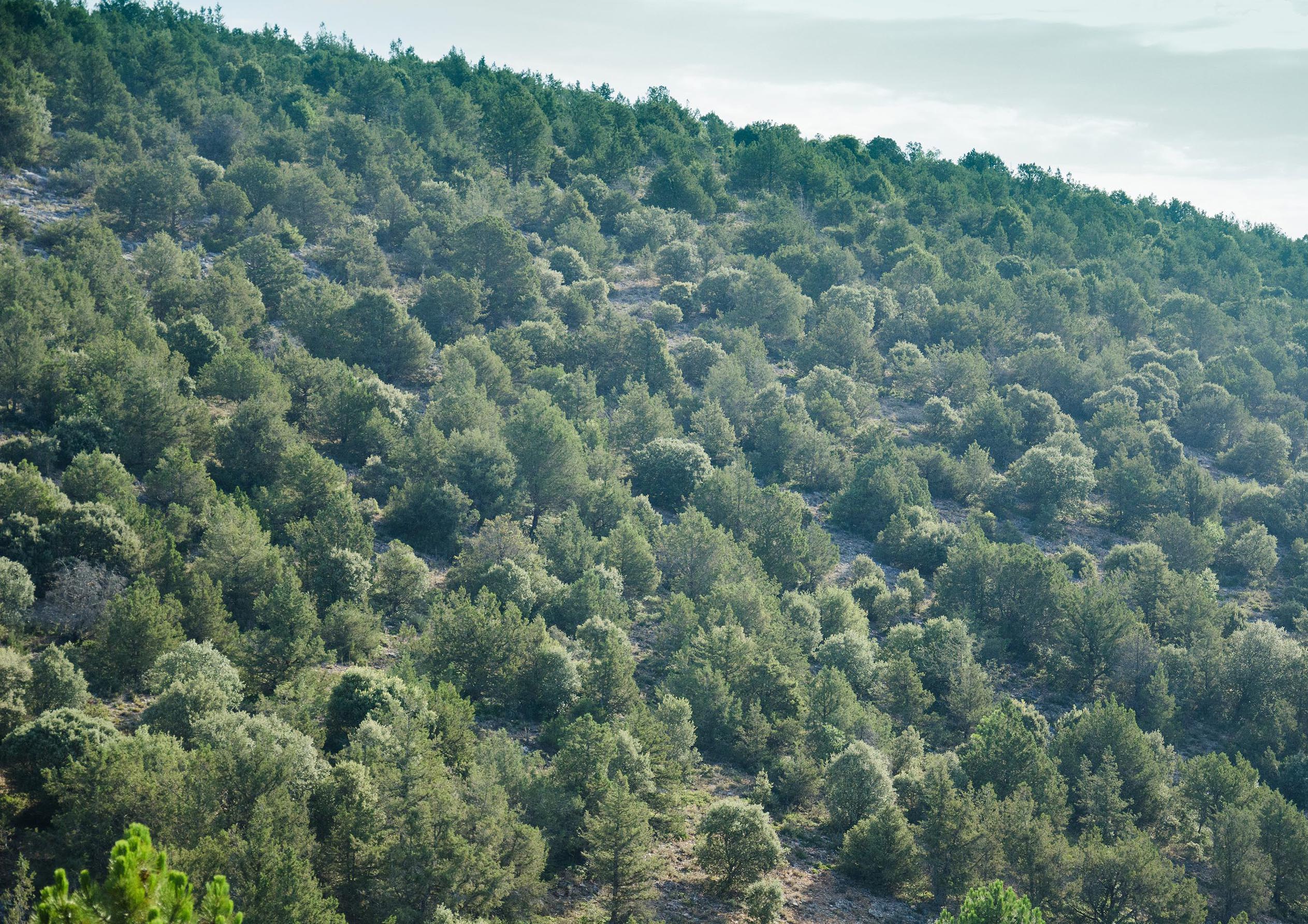 Las especies autóctonas, aliadas contra el cambio climático ASFOSO Cesefor