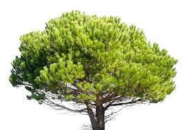 Pinus pinea