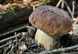 Boletus