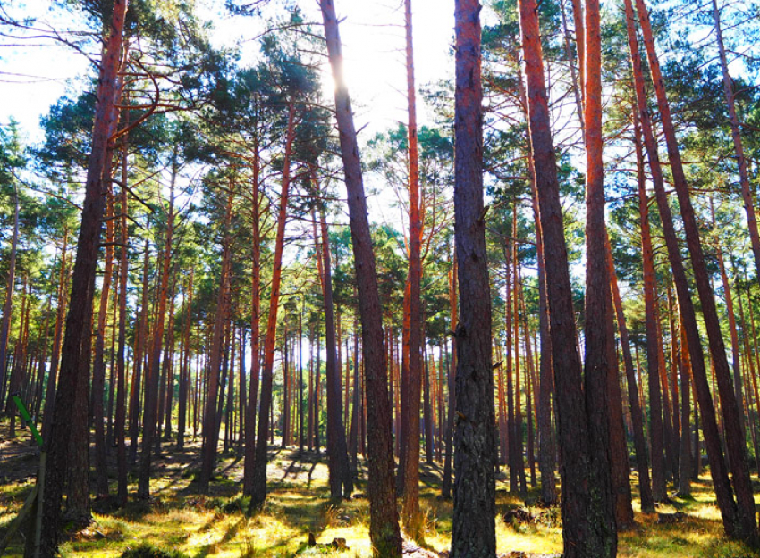 En los últimos 60 años Soria aumenta la superficie de sus bosques en un 60%