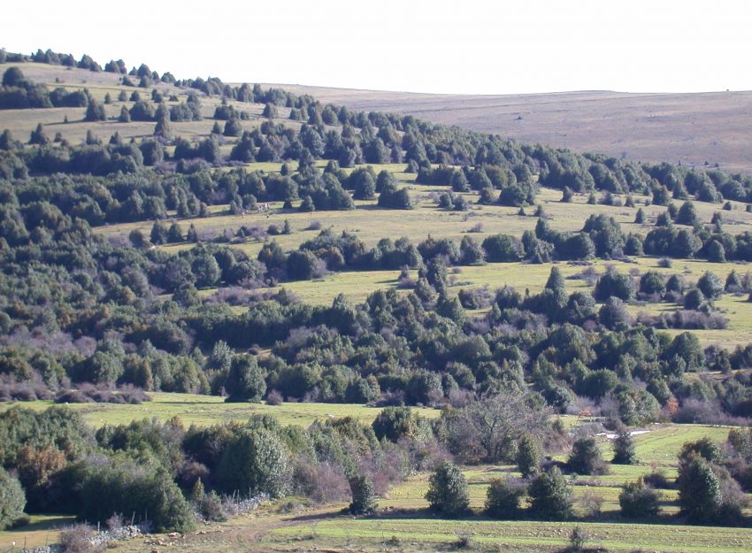 ¿Pueden contribuir las empresas al futuro de los bosques?