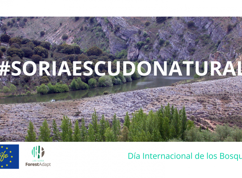 SoriaEscudoNatural