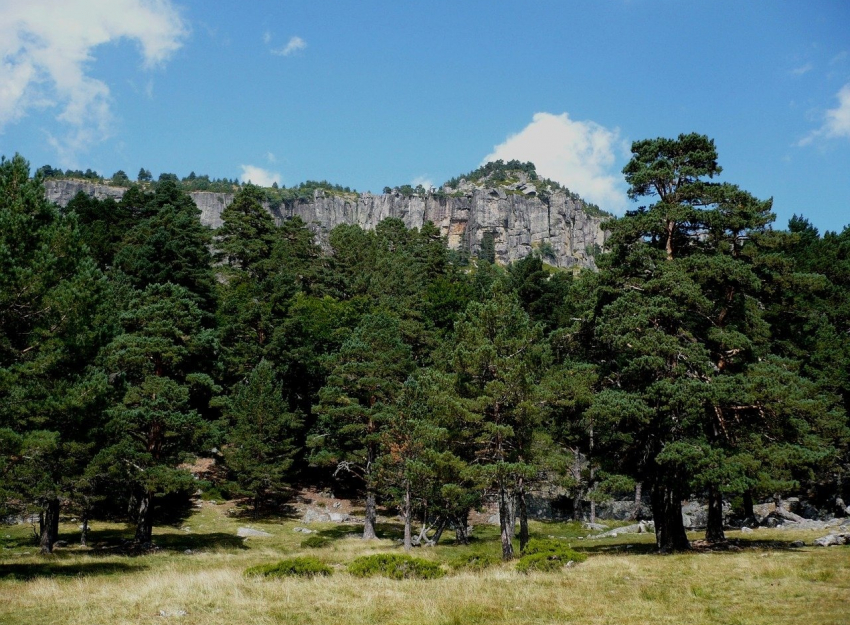 La Universidad de Valladolid participa en LIFE Soria Forest Adapt